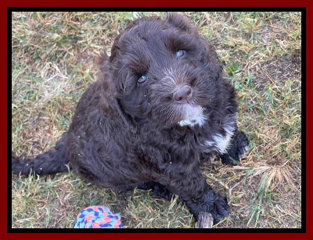 Kenzie Dansby 7 week old 71
