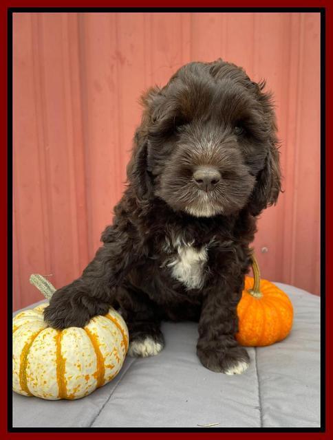 Kenzie Dansby 7 week old 91