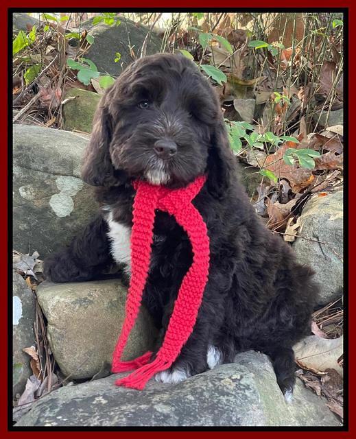 Kenzie Dansby 8 week old 248000
