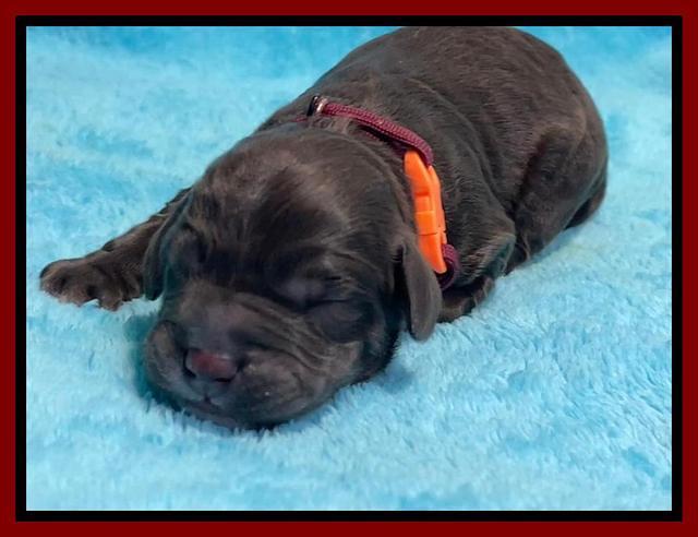 Kenzie Dansby pups newborn 71