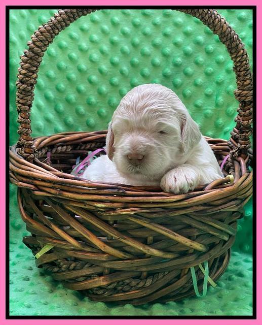 Kenzie Dansby 2 week old 171