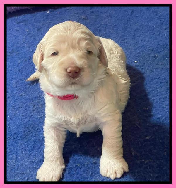 Kenzie Dansby 3 week old 191