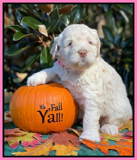 Kenzie Dansby 4 week old 151