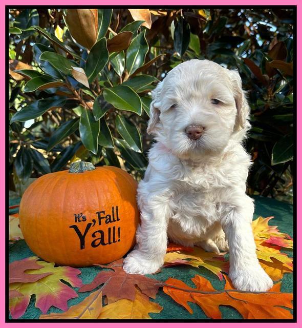 Kenzie Dansby 4 week old 171