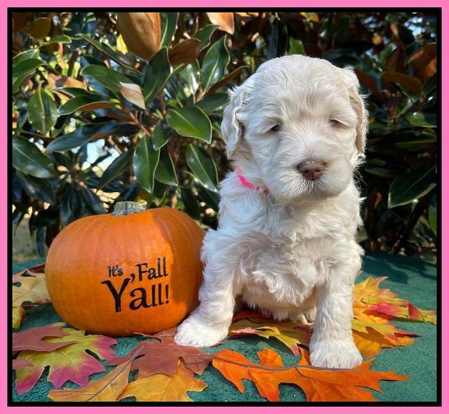 Kenzie Dansby 4 week old 201