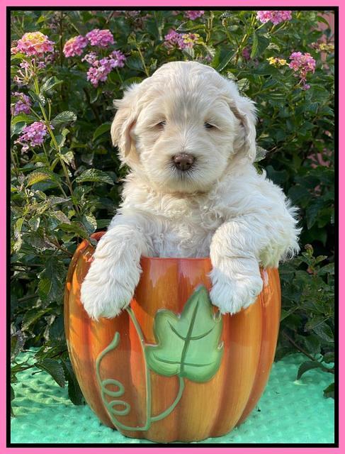 Kenzie Dansby 5 week old 261