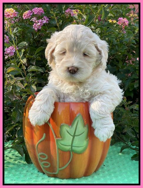 Kenzie Dansby 5 week old 271