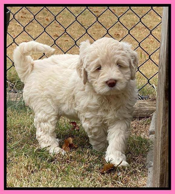 Kenzie Dansby 6 week old 281