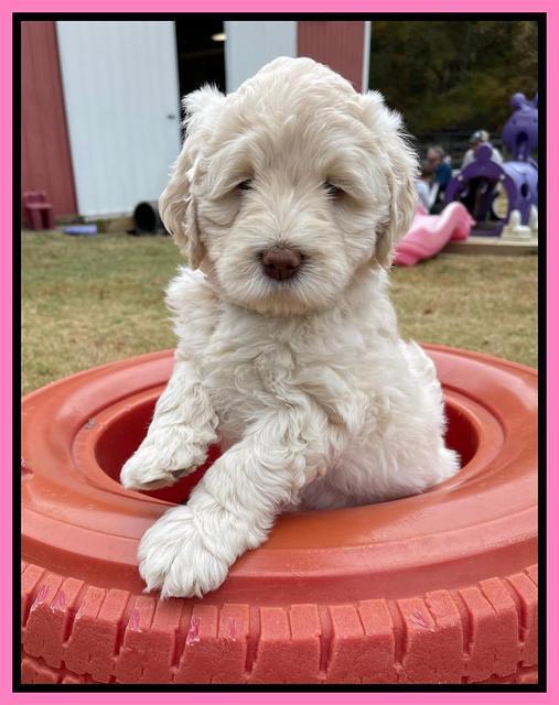 Kenzie Dansby 6 week old 291