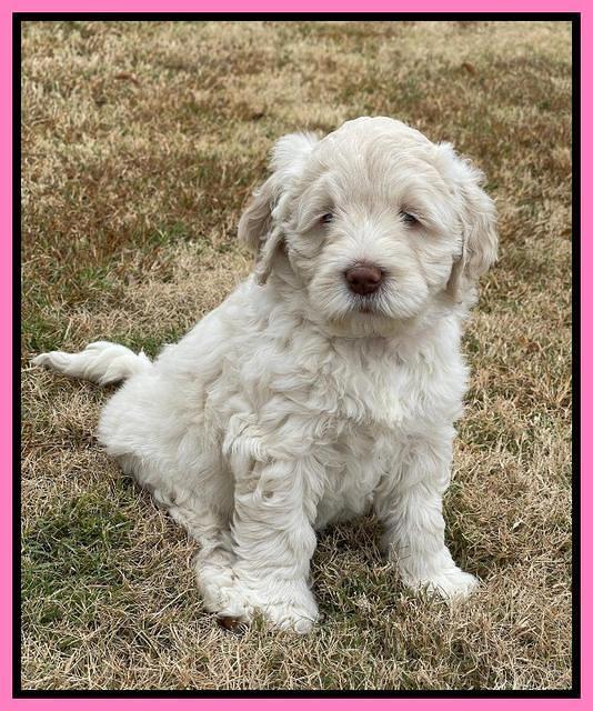 Kenzie Dansby 6 week old 301