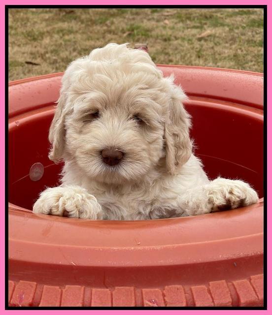 Kenzie Dansby 7 week old 351