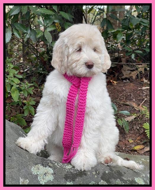 Kenzie Dansby 8 week old 3800