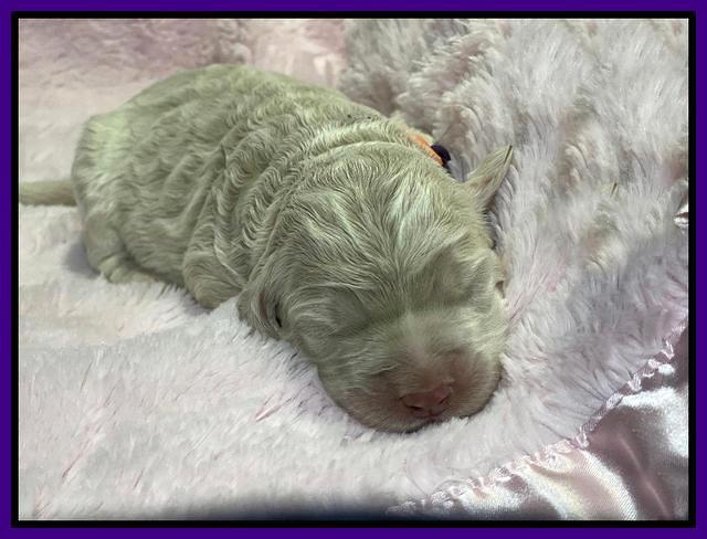 Kenzie Dansby 1 week old 191