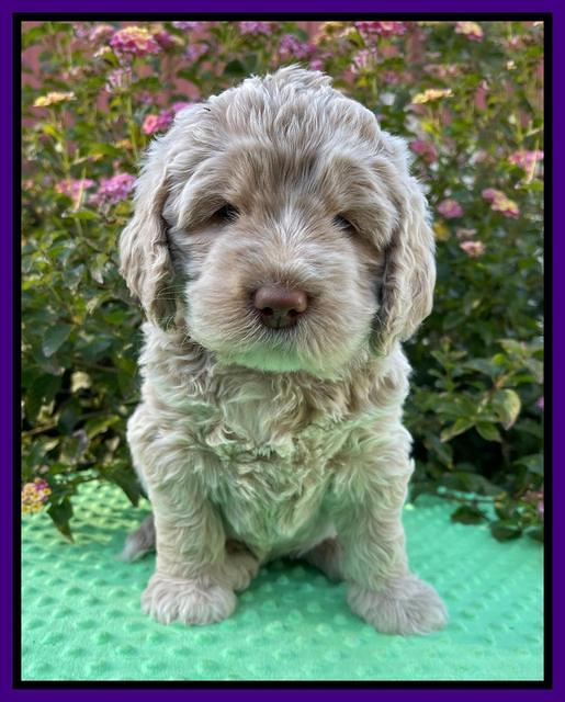 Kenzie Dansby 5 week old 281