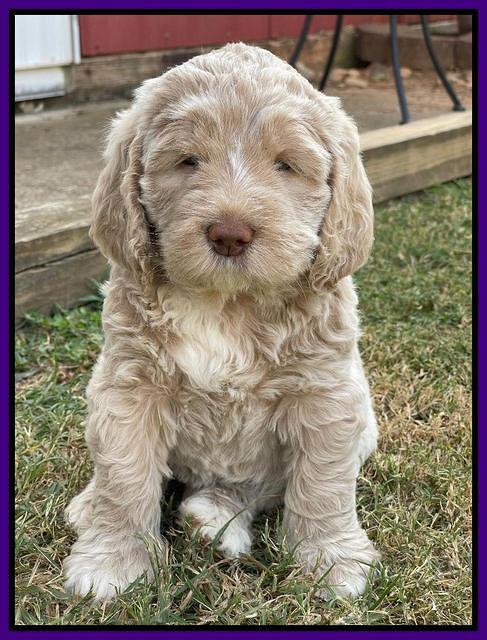 Kenzie Dansby 6 week old 361