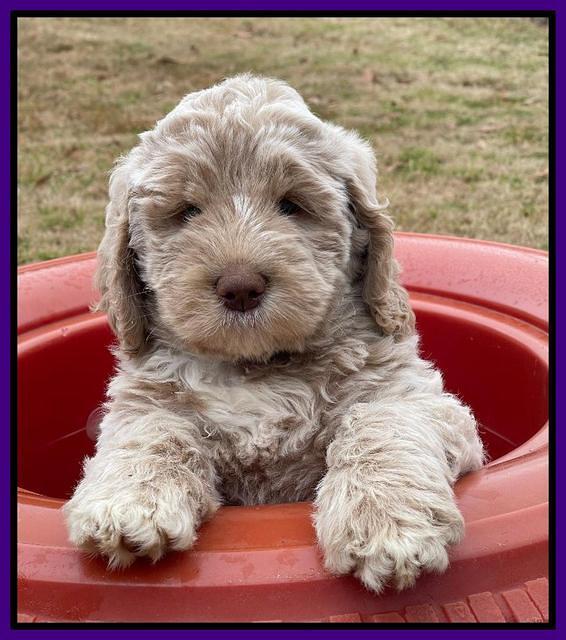 Kenzie Dansby 7 week old 411