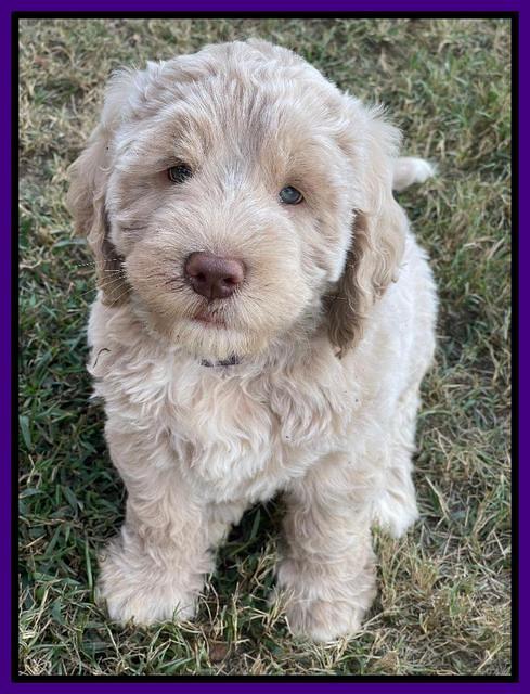 Kenzie Dansby 7 week old 6463