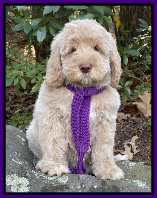 Kenzie Dansby 8 week old 138000