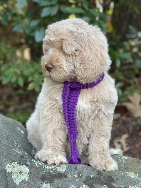 Kenzie Dansby 8 week old 158000