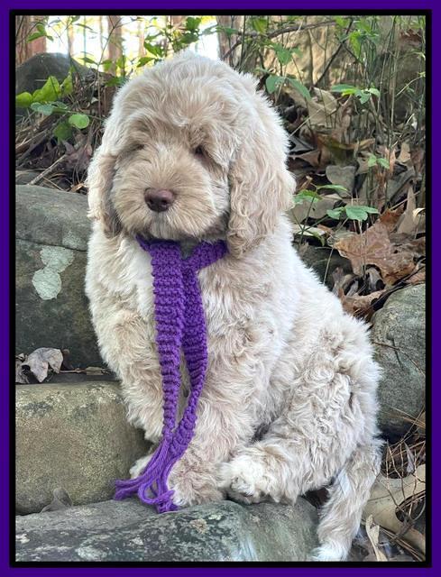 Kenzie Dansby 8 week old 208000