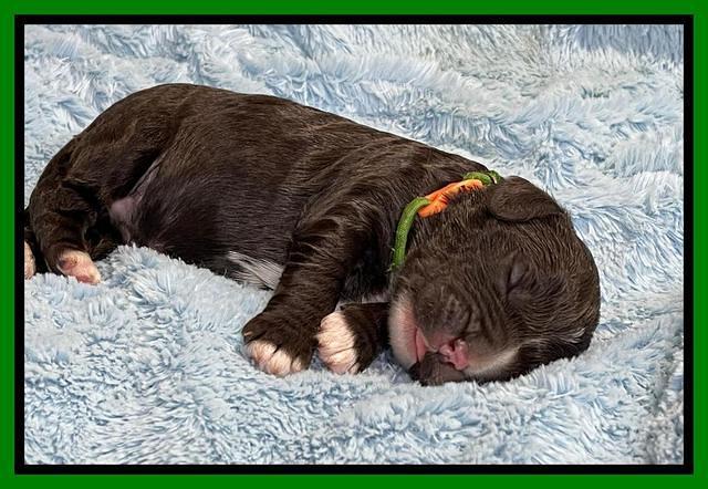 Kenzie Dansby 1 week old 231