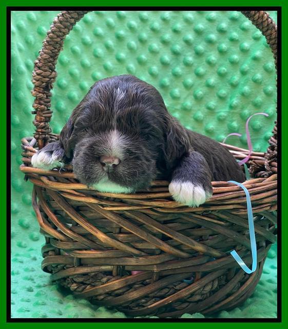 Kenzie Dansby 2 week old 251
