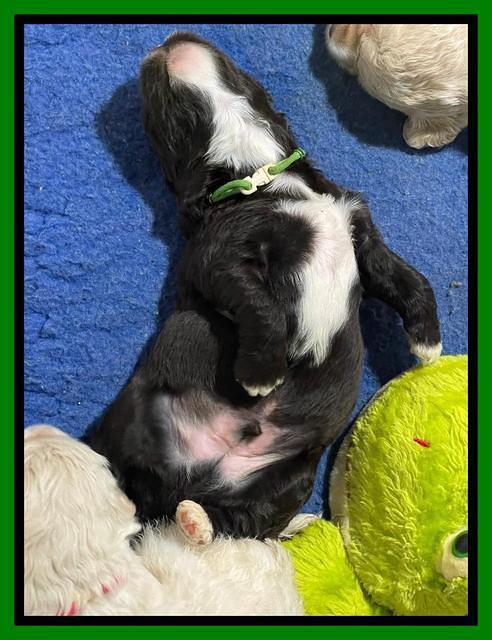 Kenzie Dansby 3 week old 381