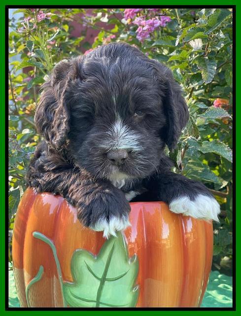 Kenzie Dansby 5 week old 351