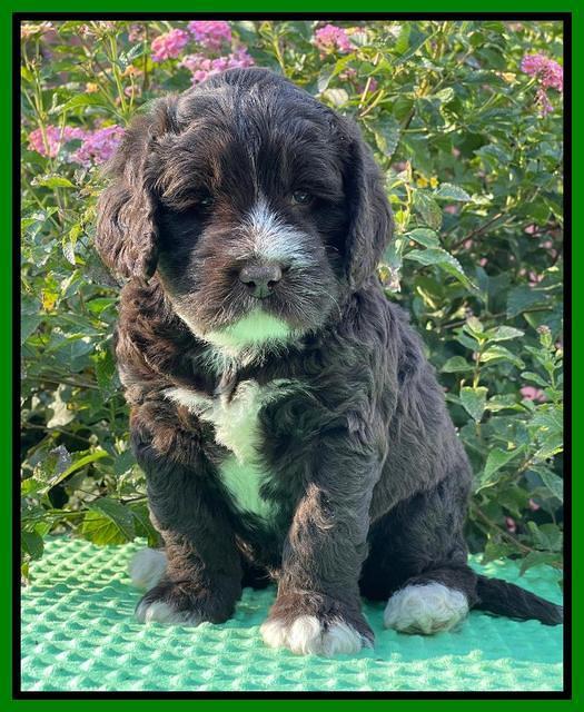 Kenzie Dansby 5 week old 361