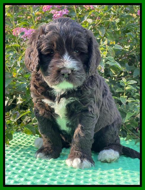 Kenzie Dansby 5 week old 371