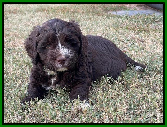 Kenzie Dansby 6 week old 381