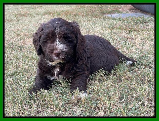Kenzie Dansby 6 week old 391