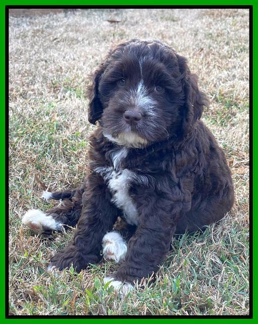 Kenzie Dansby 7 week old 261