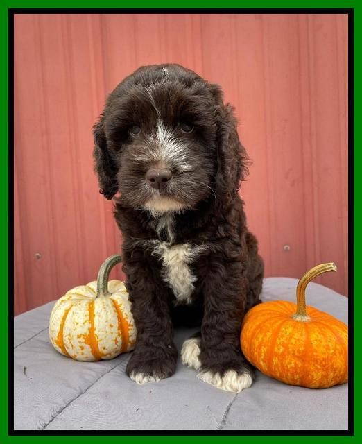 Kenzie Dansby 7 week old 271