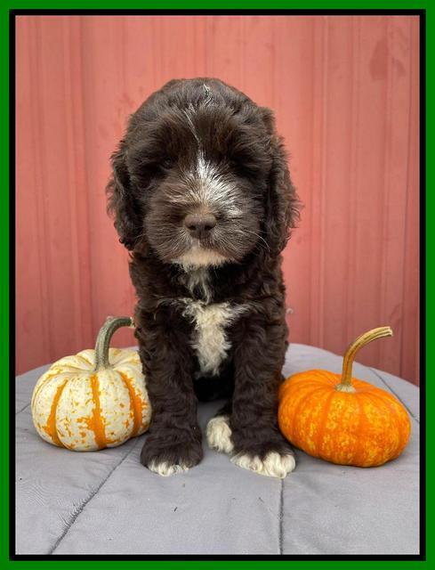 Kenzie Dansby 7 week old 281