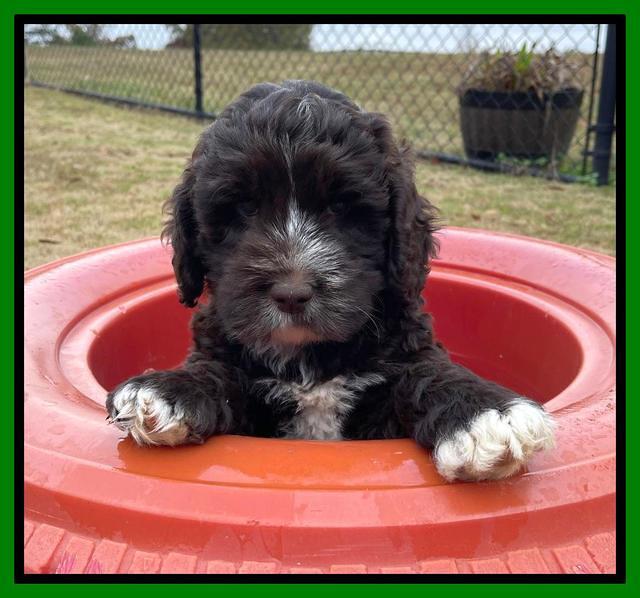 Kenzie Dansby 7 week old 301