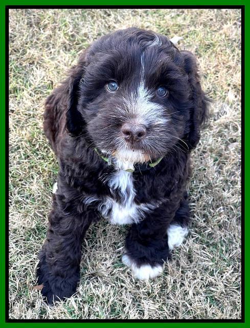 Kenzie Dansby 7 week old 3463