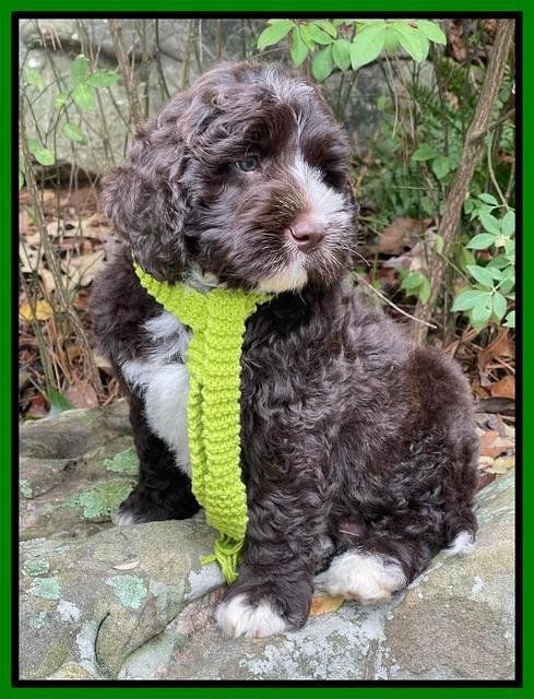 Kenzie Dansby 8 week old 111