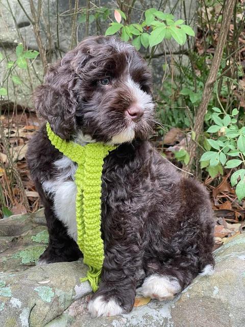 Kenzie Dansby 8 week old 121