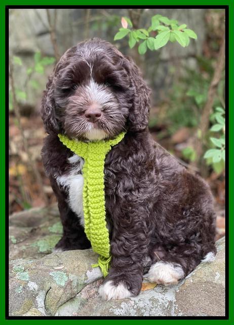 Kenzie Dansby 8 week old 131