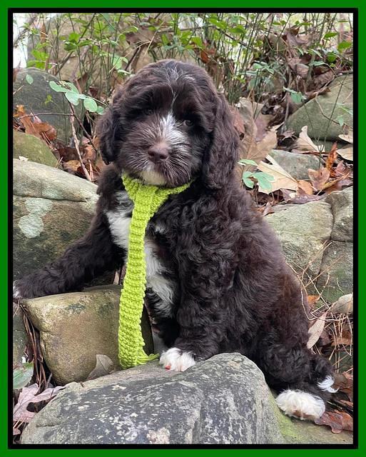 Kenzie Dansby 8 week old 141
