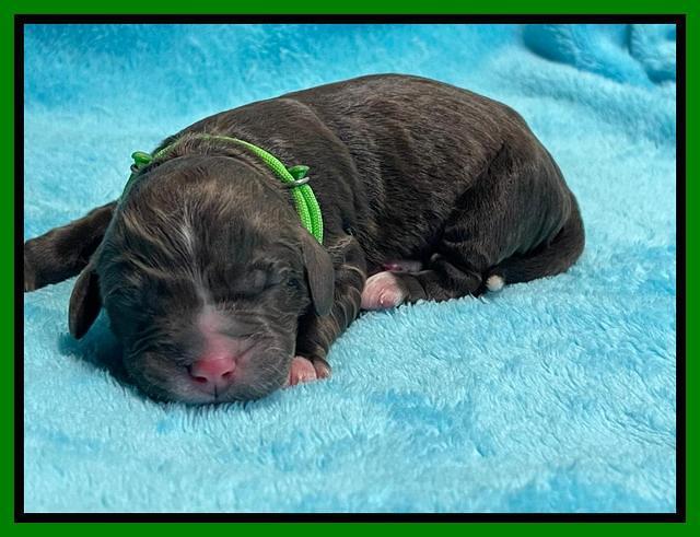 Kenzie Dansby pups newborn 171