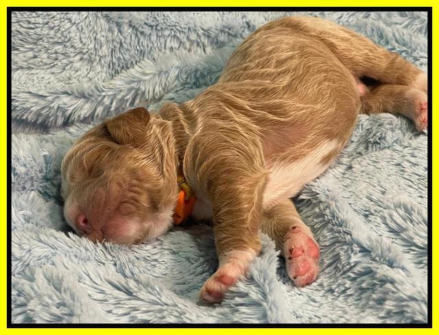Kenzie Dansby 1 week old 281