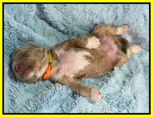 Kenzie Dansby 1 week old 291
