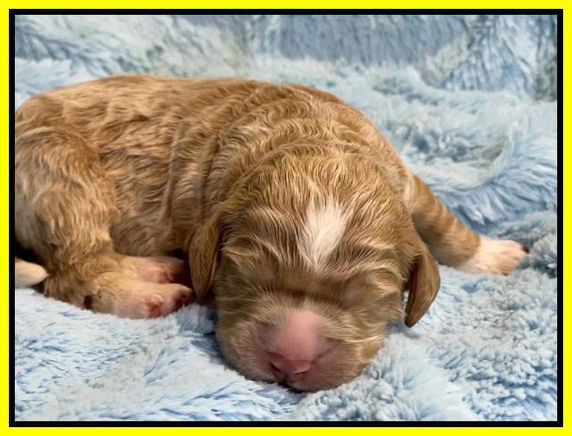 Kenzie Dansby 1 week old 301