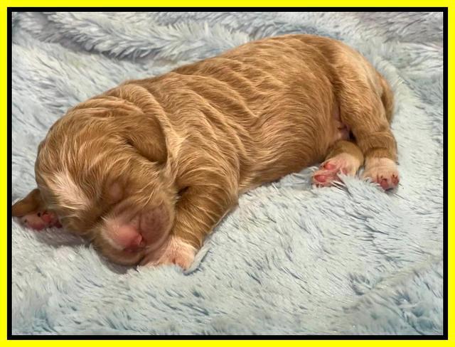 Kenzie Dansby 1 week old 311