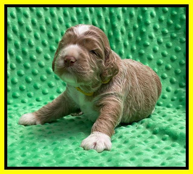 Kenzie Dansby 2 week old 311