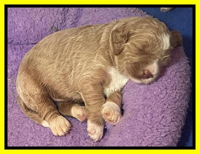 Kenzie Dansby 3 week old 401