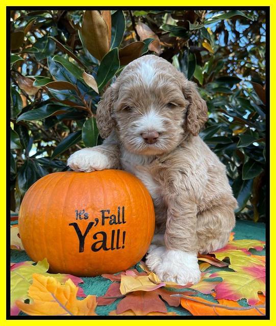 Kenzie Dansby 4 week old 321