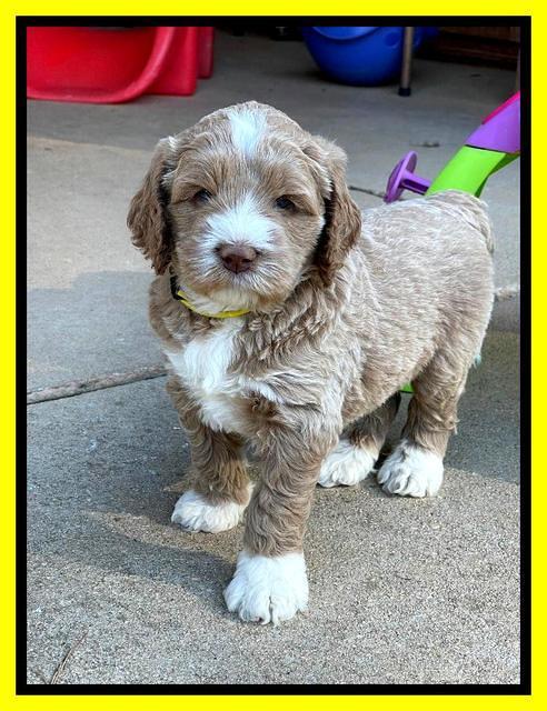 Kenzie Dansby 5 week old 431